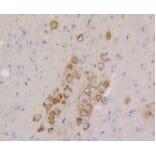 Anti-CD9 Antibody from Bioworld Technology (BS9833M) - Antibodies.com