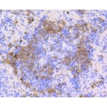 Anti-CD9 Antibody from Bioworld Technology (BS9833M) - Antibodies.com