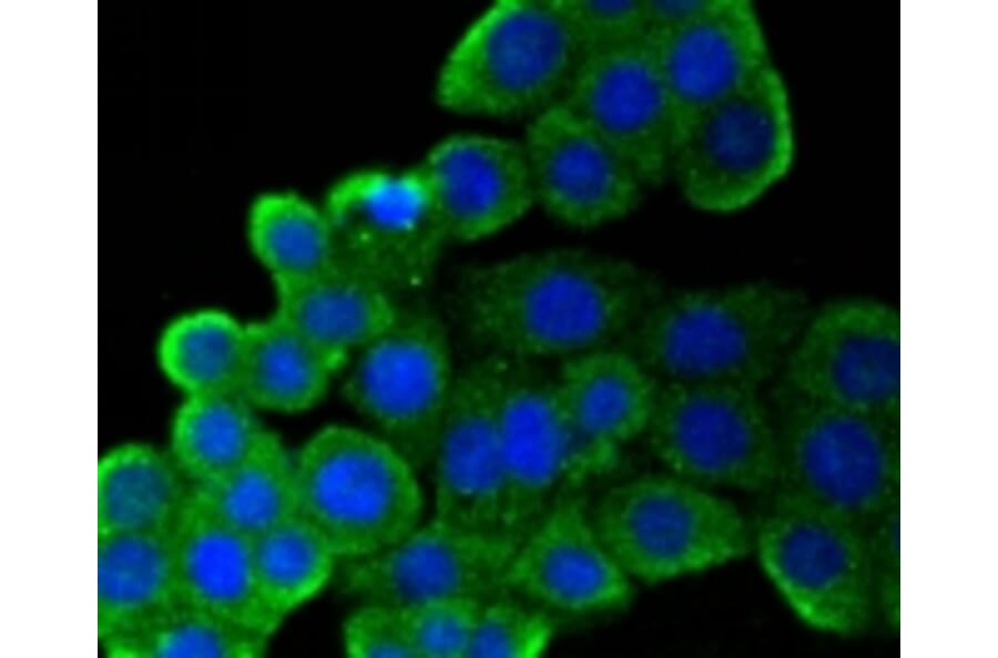 Anti-CD9 Antibody from Bioworld Technology (BS9833M) - Antibodies.com