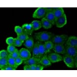 Anti-CD9 Antibody from Bioworld Technology (BS9833M) - Antibodies.com