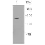 Anti-Integrin α6 Antibody from Bioworld Technology (BS9834M) - Antibodies.com