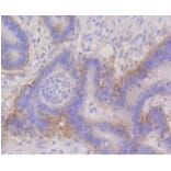 Anti-Integrin α6 Antibody from Bioworld Technology (BS9834M) - Antibodies.com