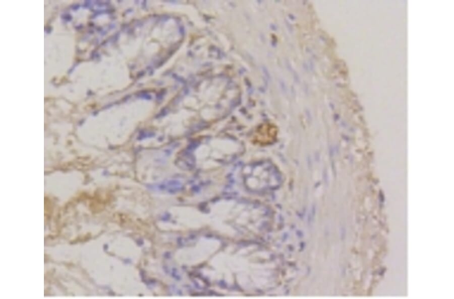 Anti-Integrin α6 Antibody from Bioworld Technology (BS9834M) - Antibodies.com