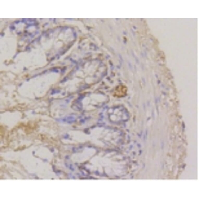 Anti-Integrin α6 Antibody from Bioworld Technology (BS9834M) - Antibodies.com