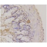 Anti-Integrin α6 Antibody from Bioworld Technology (BS9834M) - Antibodies.com
