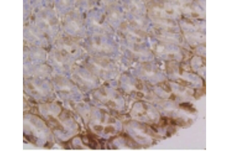 Anti-Integrin α6 Antibody from Bioworld Technology (BS9834M) - Antibodies.com