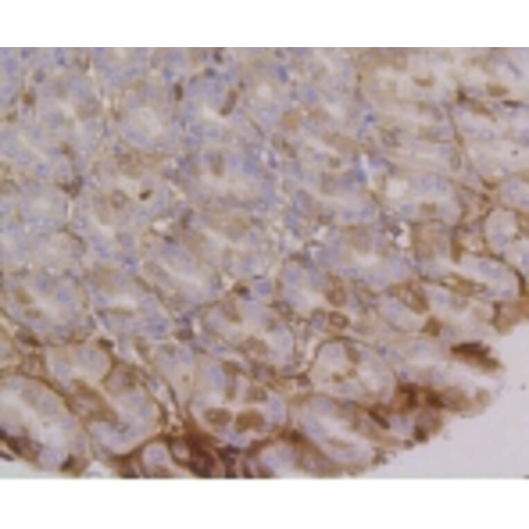 Anti-Integrin α6 Antibody from Bioworld Technology (BS9834M) - Antibodies.com