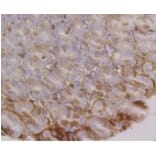 Anti-Integrin α6 Antibody from Bioworld Technology (BS9834M) - Antibodies.com
