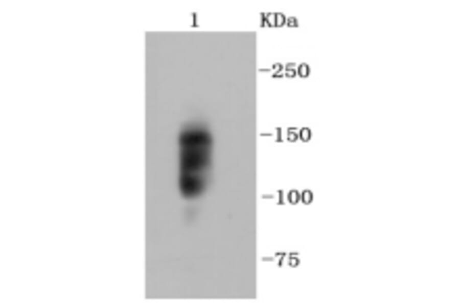 Anti-Integrin β1 Antibody from Bioworld Technology (BS9835M) - Antibodies.com