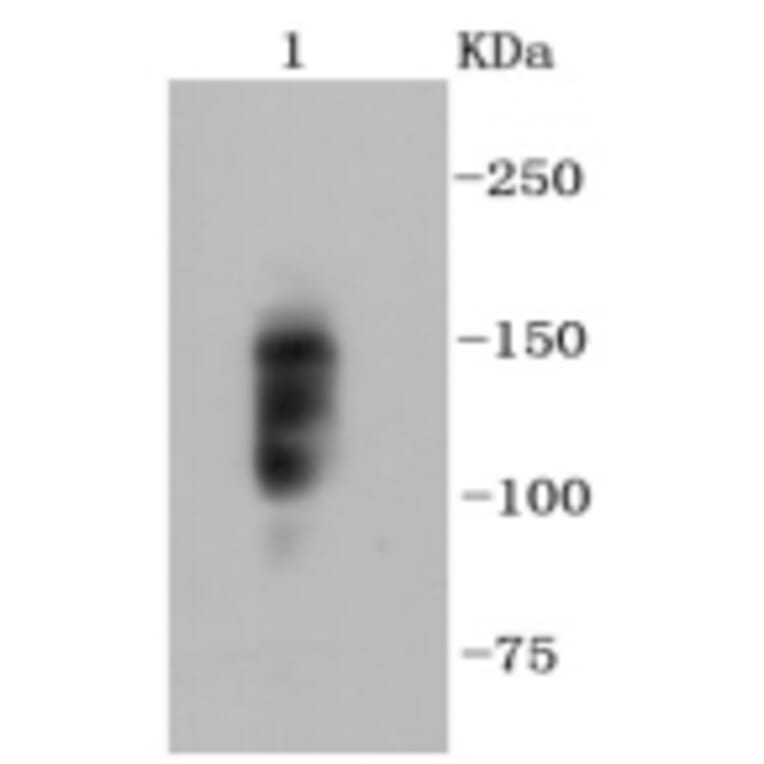 Anti-Integrin β1 Antibody from Bioworld Technology (BS9835M) - Antibodies.com
