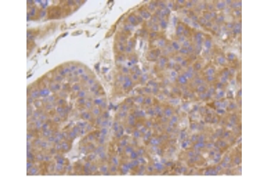 Anti-Integrin β1 Antibody from Bioworld Technology (BS9835M) - Antibodies.com