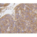 Anti-Integrin β1 Antibody from Bioworld Technology (BS9835M) - Antibodies.com