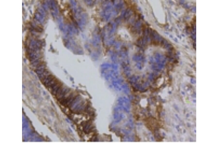 Anti-Integrin β1 Antibody from Bioworld Technology (BS9835M) - Antibodies.com