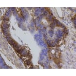 Anti-Integrin β1 Antibody from Bioworld Technology (BS9835M) - Antibodies.com