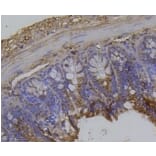 Anti-Integrin β1 Antibody from Bioworld Technology (BS9835M) - Antibodies.com