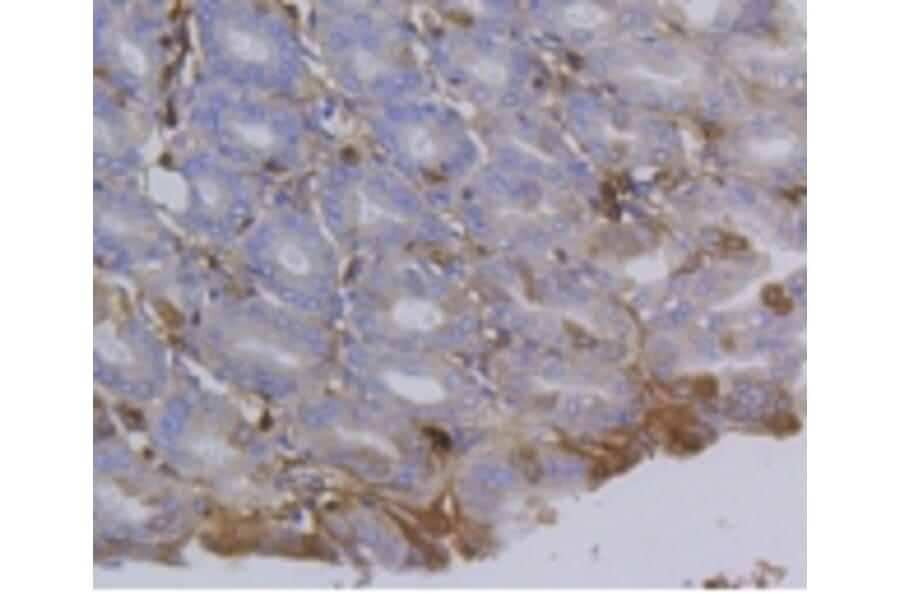 Anti-Integrin β1 Antibody from Bioworld Technology (BS9835M) - Antibodies.com