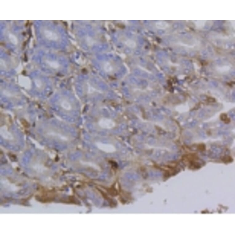 Anti-Integrin β1 Antibody from Bioworld Technology (BS9835M) - Antibodies.com