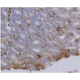 Anti-Integrin β1 Antibody from Bioworld Technology (BS9835M) - Antibodies.com