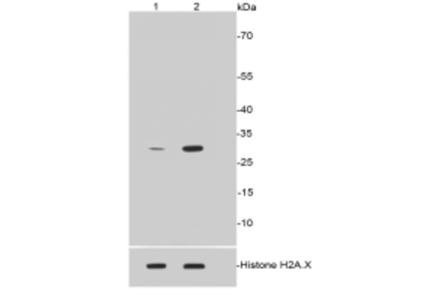 Anti-Histone H1.3/H1.4 Antibody from Bioworld Technology (BS9836M) - Antibodies.com