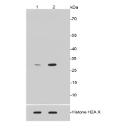 Anti-Histone H1.3/H1.4 Antibody from Bioworld Technology (BS9836M) - Antibodies.com