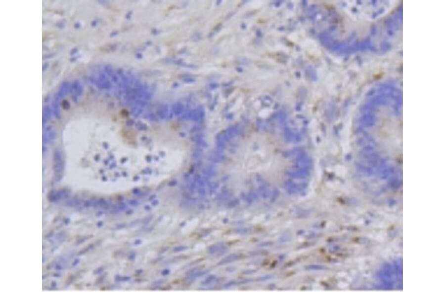 Anti-Histone H1.3/H1.4 Antibody from Bioworld Technology (BS9836M) - Antibodies.com