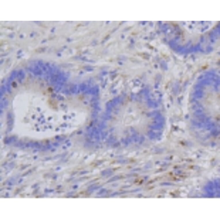 Anti-Histone H1.3/H1.4 Antibody from Bioworld Technology (BS9836M) - Antibodies.com