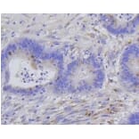 Anti-Histone H1.3/H1.4 Antibody from Bioworld Technology (BS9836M) - Antibodies.com