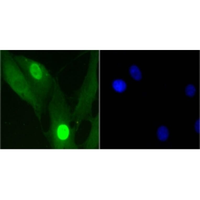 Anti-Histone H1.3/H1.4 Antibody from Bioworld Technology (BS9836M) - Antibodies.com