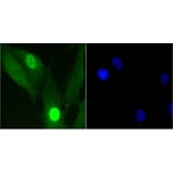 Anti-Histone H1.3/H1.4 Antibody from Bioworld Technology (BS9836M) - Antibodies.com