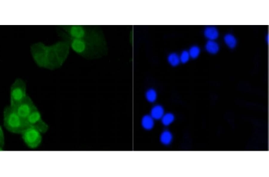 Anti-Histone H1.3/H1.4 Antibody from Bioworld Technology (BS9836M) - Antibodies.com