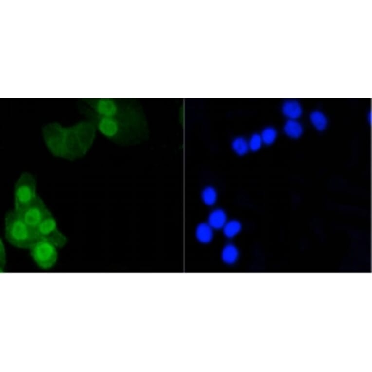 Anti-Histone H1.3/H1.4 Antibody from Bioworld Technology (BS9836M) - Antibodies.com