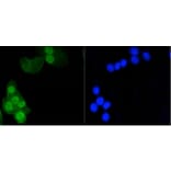 Anti-Histone H1.3/H1.4 Antibody from Bioworld Technology (BS9836M) - Antibodies.com