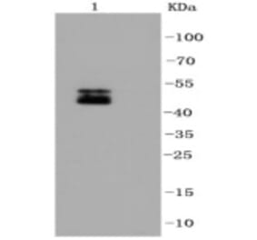 Anti-NeuN Antibody from Bioworld Technology (BS9837M) - Antibodies.com