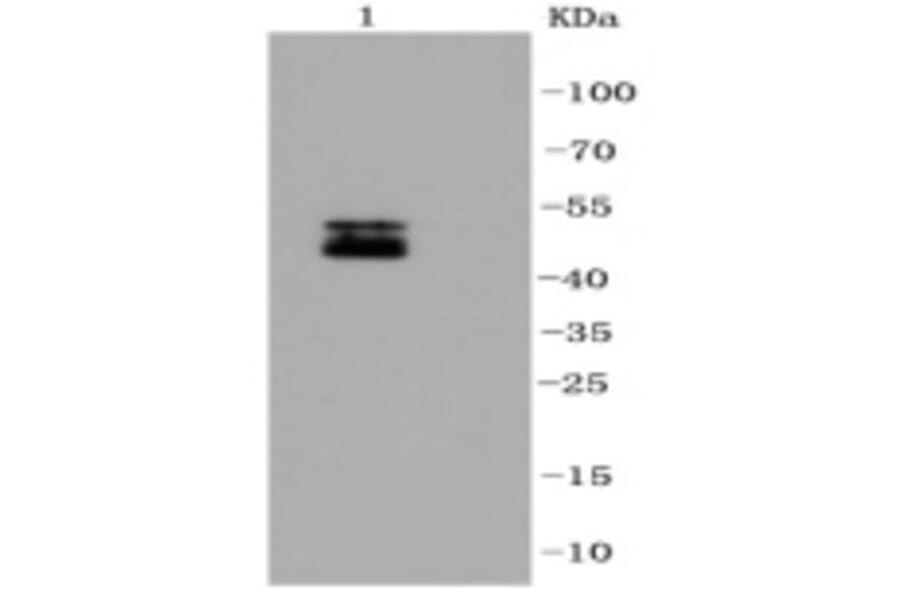 Anti-NeuN Antibody from Bioworld Technology (BS9837M) - Antibodies.com