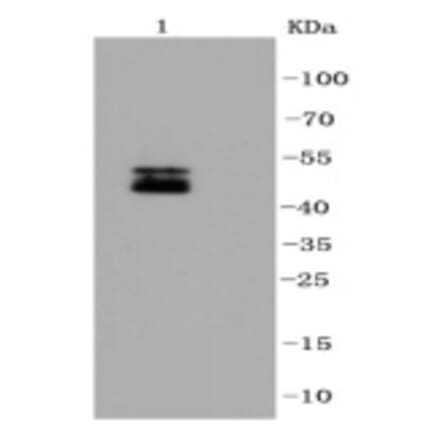 Anti-NeuN Antibody from Bioworld Technology (BS9837M) - Antibodies.com