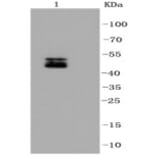 Anti-NeuN Antibody from Bioworld Technology (BS9837M) - Antibodies.com