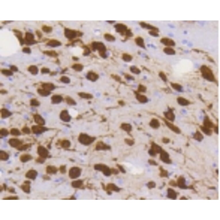 Anti-NeuN Antibody from Bioworld Technology (BS9837M) - Antibodies.com