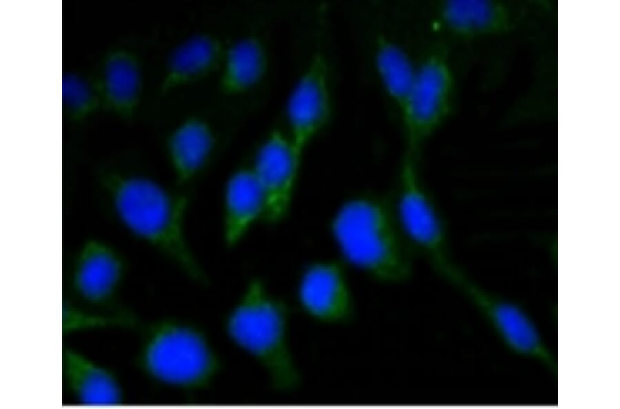 Anti-NeuN Antibody from Bioworld Technology (BS9837M) - Antibodies.com