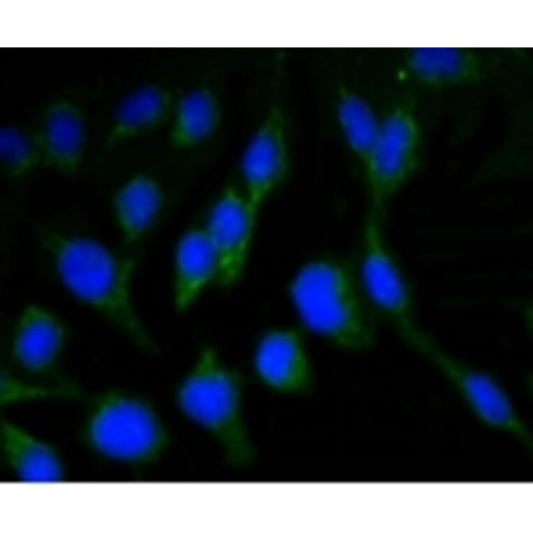 Anti-NeuN Antibody from Bioworld Technology (BS9837M) - Antibodies.com