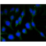 Anti-NeuN Antibody from Bioworld Technology (BS9837M) - Antibodies.com