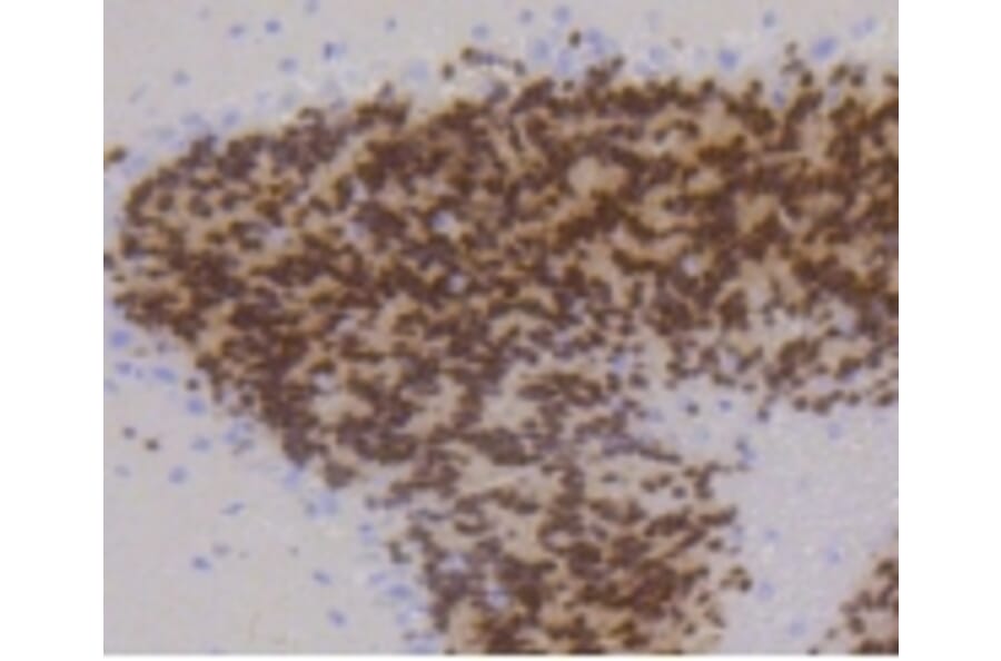Anti-NeuN Antibody from Bioworld Technology (BS9837M) - Antibodies.com
