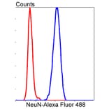 Anti-NeuN Antibody from Bioworld Technology (BS9837M) - Antibodies.com