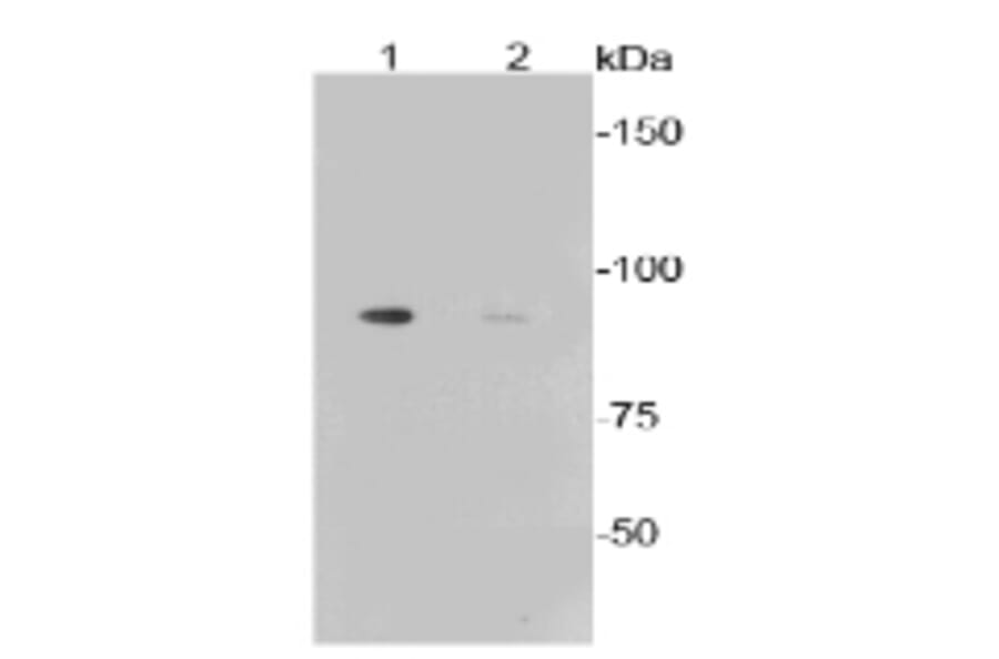 Anti-GYS1 (phospho-S641) Antibody from Bioworld Technology (BS9838M) - Antibodies.com