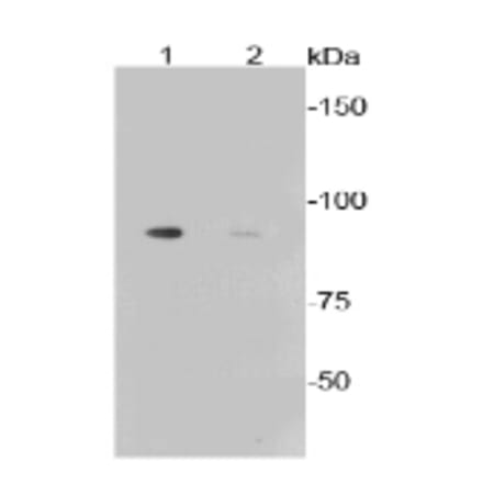 Anti-GYS1 (phospho-S641) Antibody from Bioworld Technology (BS9838M) - Antibodies.com