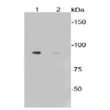 Anti-GYS1 (phospho-S641) Antibody from Bioworld Technology (BS9838M) - Antibodies.com