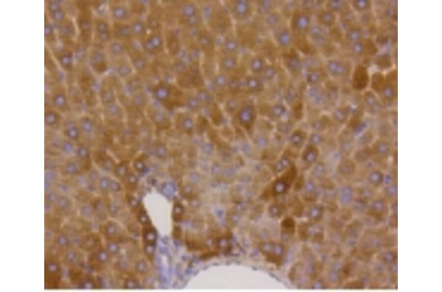 Anti-GYS1 (phospho-S641) Antibody from Bioworld Technology (BS9838M) - Antibodies.com
