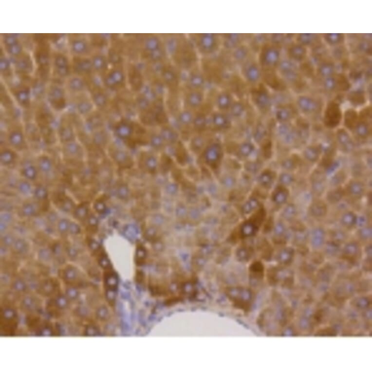 Anti-GYS1 (phospho-S641) Antibody from Bioworld Technology (BS9838M) - Antibodies.com