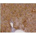 Anti-GYS1 (phospho-S641) Antibody from Bioworld Technology (BS9838M) - Antibodies.com