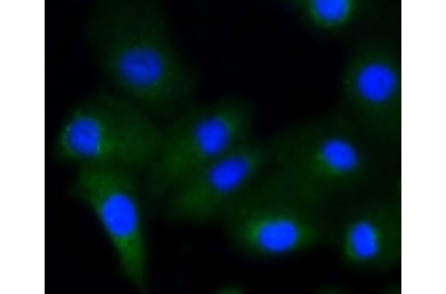 Anti-GYS1 (phospho-S641) Antibody from Bioworld Technology (BS9838M) - Antibodies.com