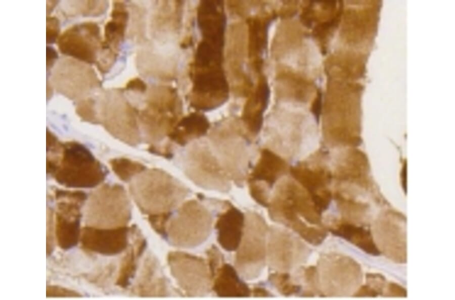 Anti-GYS1 (phospho-S641) Antibody from Bioworld Technology (BS9838M) - Antibodies.com